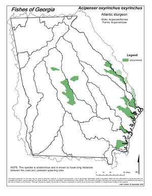 Atlantic sturgeon Region Map