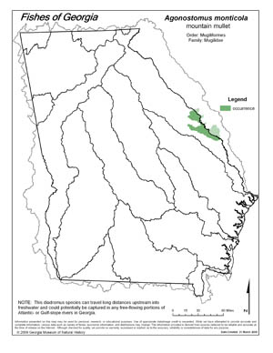 mountain mullet Region Map