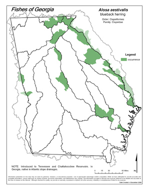 blueback herring Region Map
