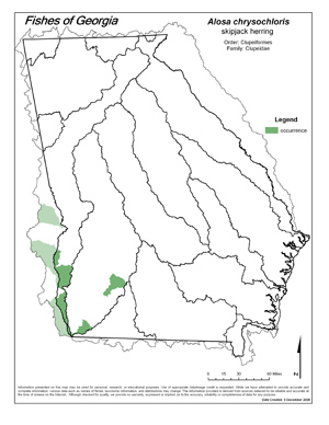 skipjack herring Region Map