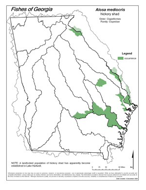 hickory shad Region Map