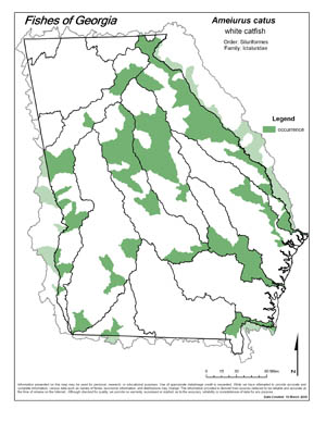 white catfish Region Map