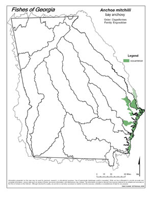bay anchovy Region Map