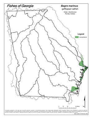 gafftopsail catfish Region Map