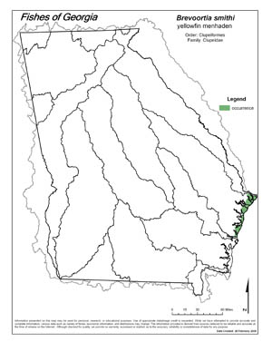 yellowfin menhaden Region Map