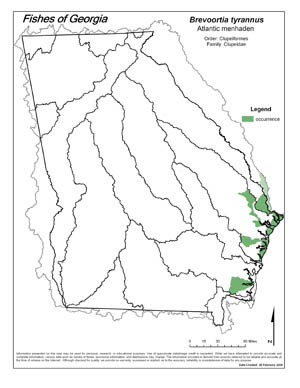 Atlantic menhaden Region Map