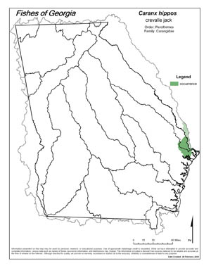 crevalle jack Region Map