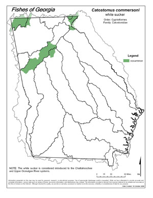 white sucker Region Map