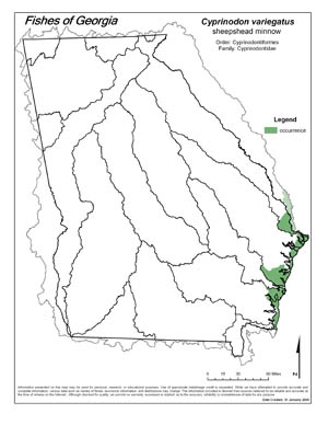 sheepshead minnow Region Map
