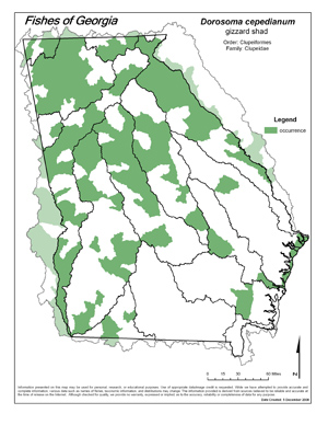 gizzard shad Region Map
