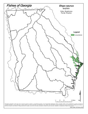 ladyfish Region Map