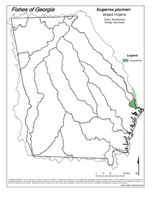 striped mojarra Region Map