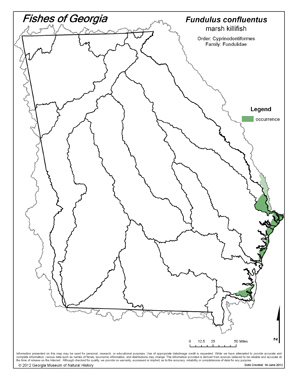 marsh killifish Region Map