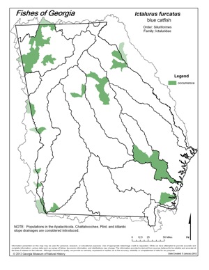 blue catfish Region Map