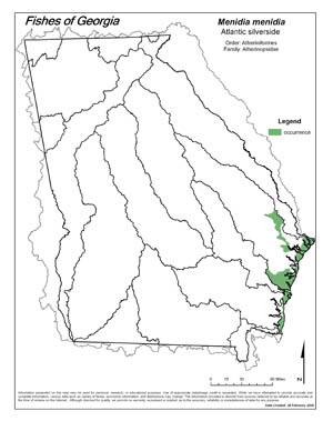Atlantic silverside Region Map