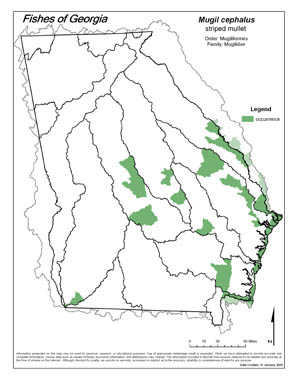 striped mullet Region Map
