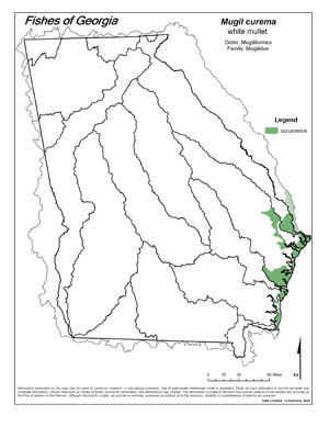 white mullet Region Map