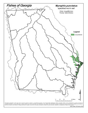 speckled worm eel Region Map