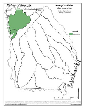 silverstripe shiner Region Map