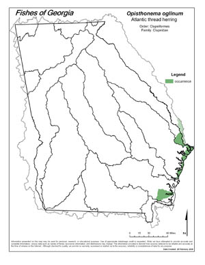 Atlantic thread herring Region Map