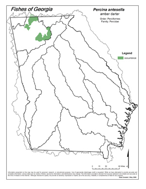 amber darter Region Map