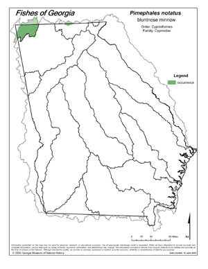 bluntnose minnow Region Map