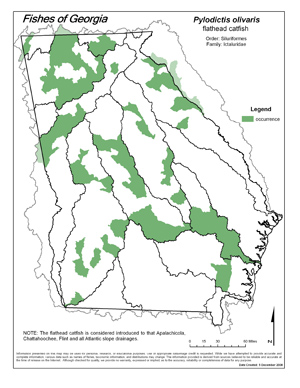 flathead catfish Region Map