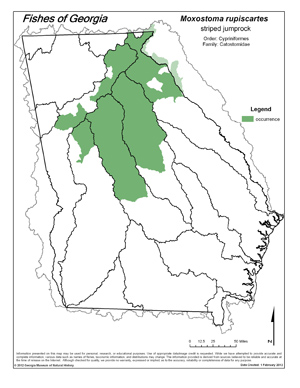 striped jumprock Region Map