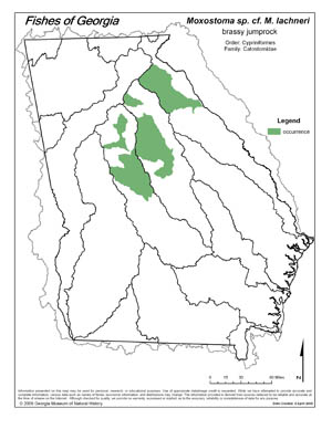 brassy jumprock Region Map
