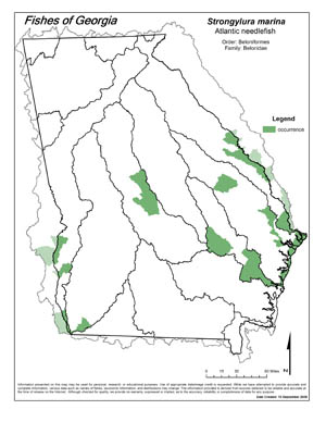 Atlantic needlefish Region Map