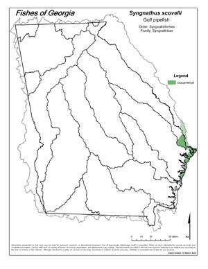 Gulf pipefish Region Map