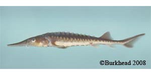 shortnose sturgeon Species Photo