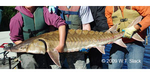 Gulf sturgeon Species Photo