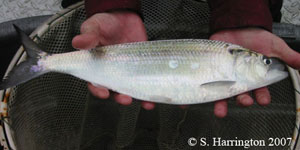 Alabama shad Species Photo