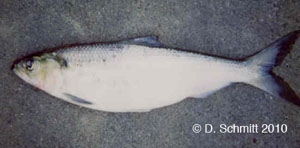 hickory shad Species Photo