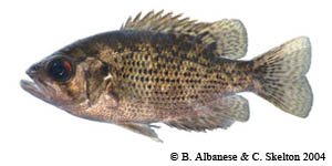 shadow bass Species Photo