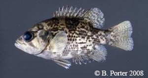 rock bass Species Photo