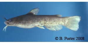 snail bullhead Species Photo