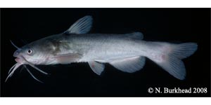 white catfish Species Photo