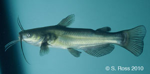 black bullhead Species Photo