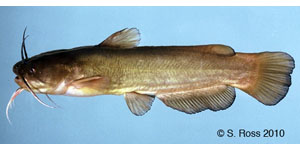 yellow bullhead Species Photo