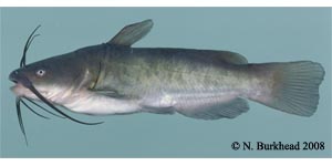 brown bullhead Species Photo