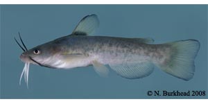 flat bullhead Species Photo
