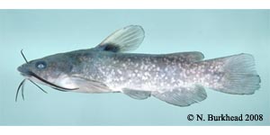 spotted bullhead Species Photo