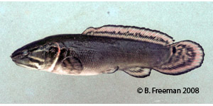 bowfin Species Photo