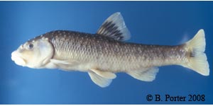 largescale stoneroller Species Photo