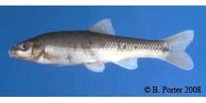 bluefin stoneroller Species Photo