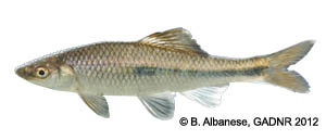 bluestripe shiner Species Photo