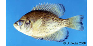 flier Species Photo