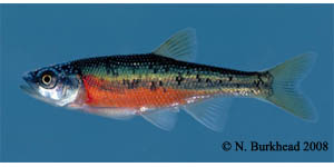 rosyside dace Species Photo